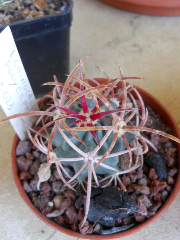 Echinocactus polycephalus 