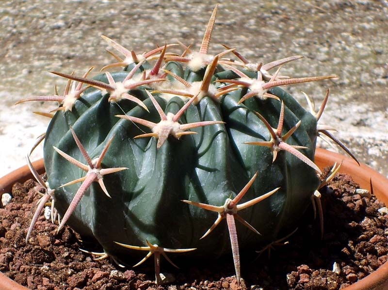Echinocactus texensis 
