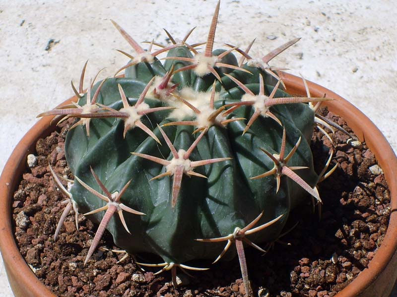 Echinocactus texensis 