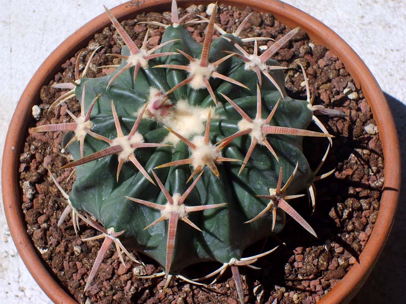 Echinocactus texensis 