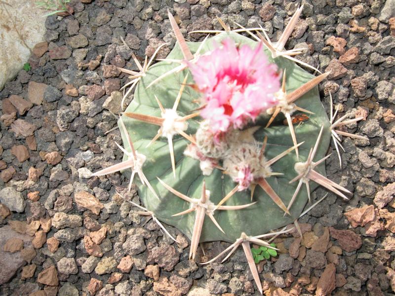 Echinocactus texensis 