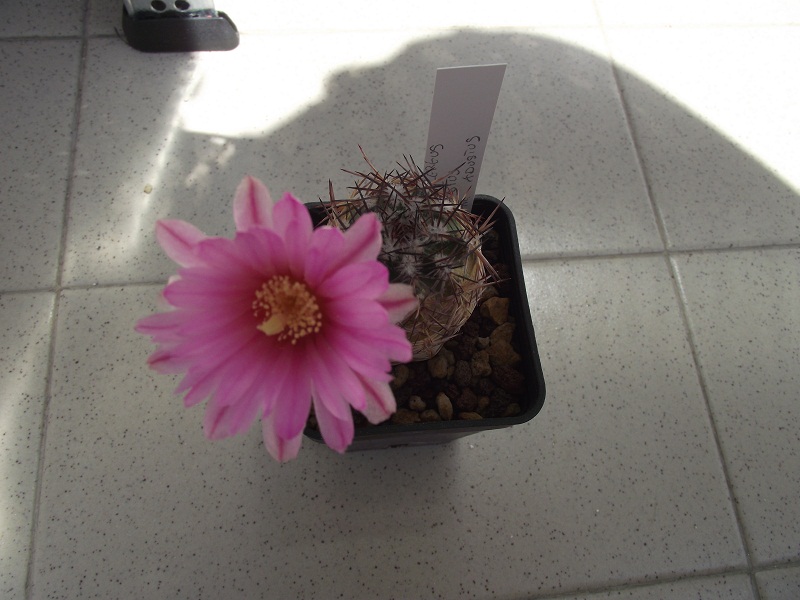 Echinocereus adustus 