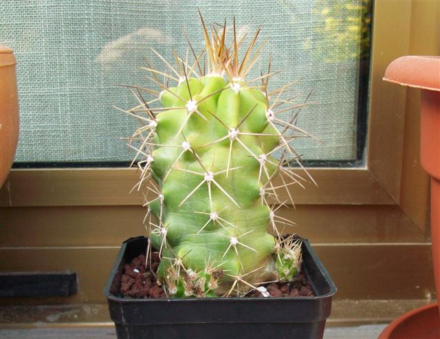 Echinocereus  triglochidiatus 