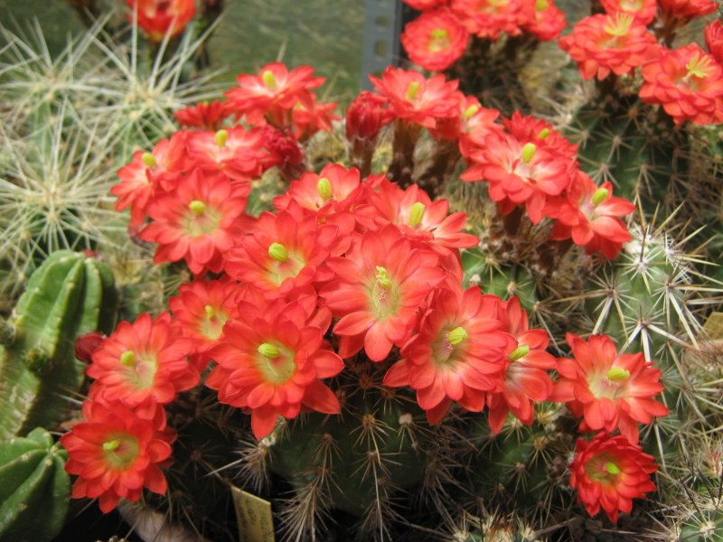 echinocereus  acifer