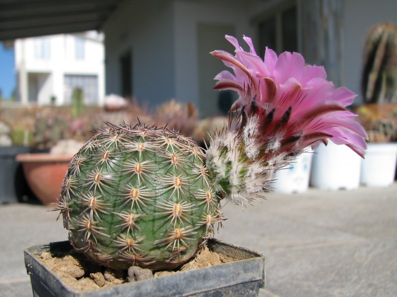 Echinocereus adustus 