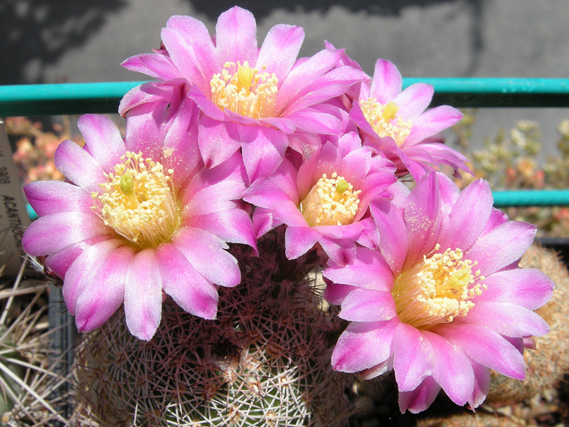 Echinocereus  adustus 