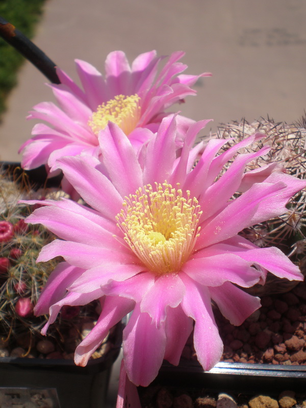 Echinocereus adustus 