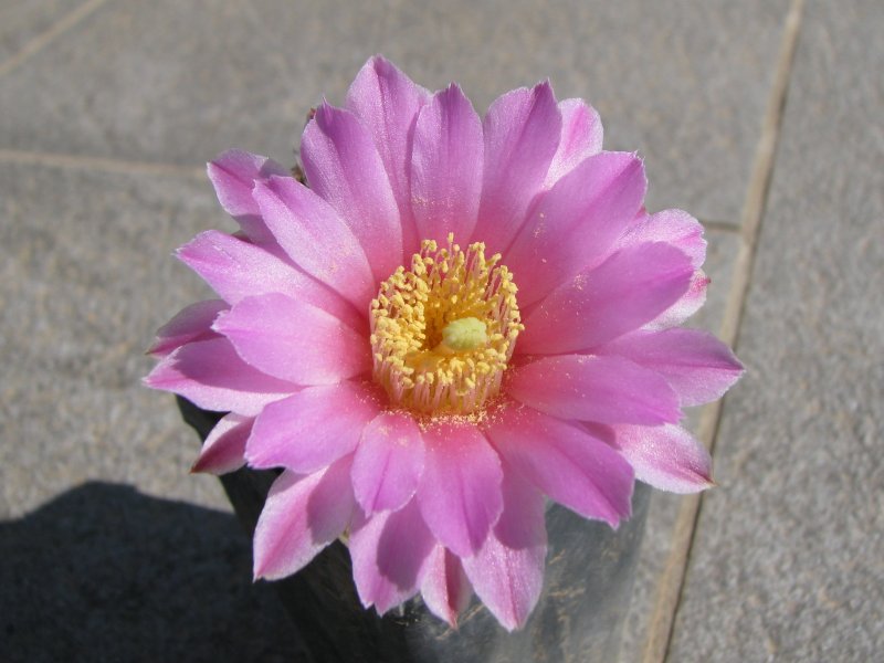 Echinocereus  adustus 