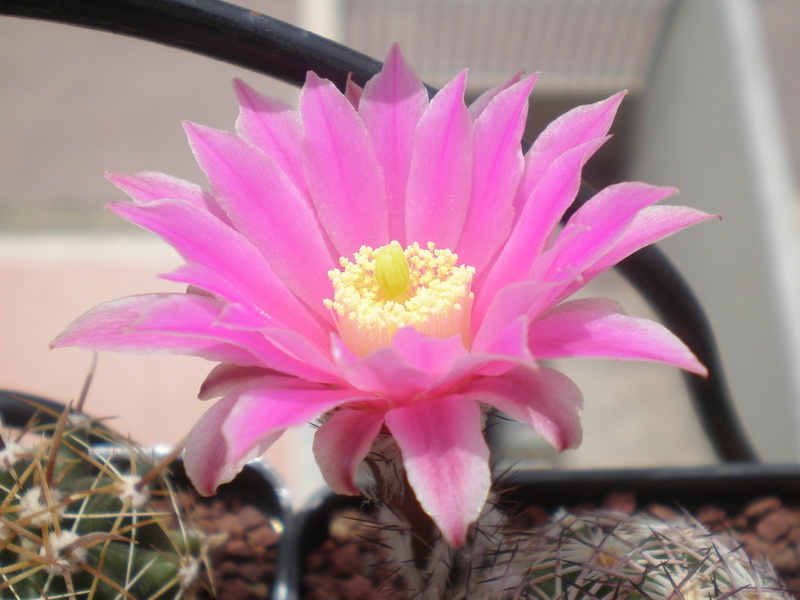 Echinocereus adustus 