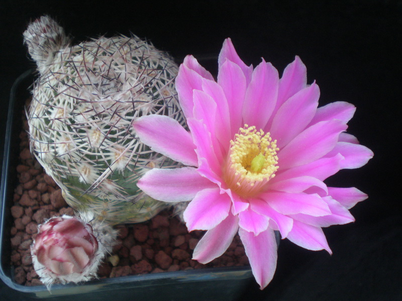 Echinocereus adustus 