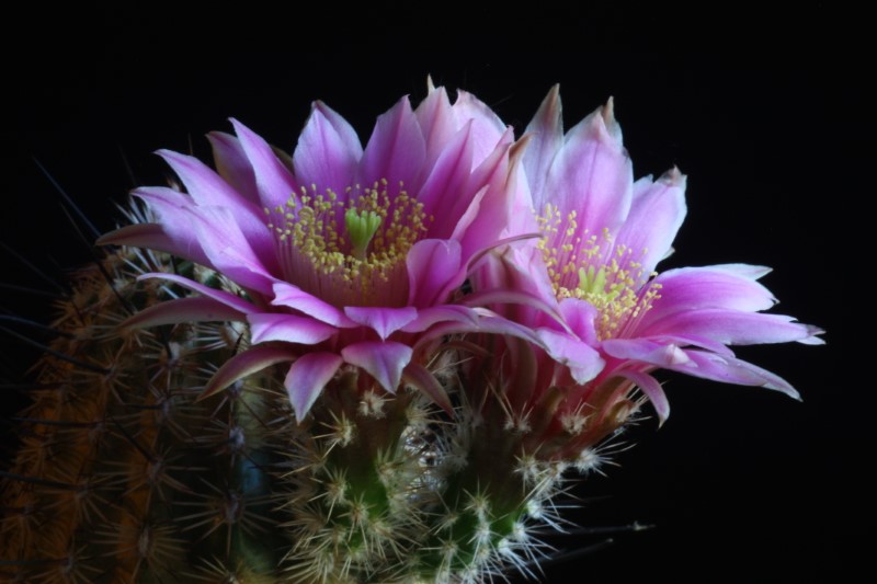 Echinocereus adustus ssp. schwarzii 