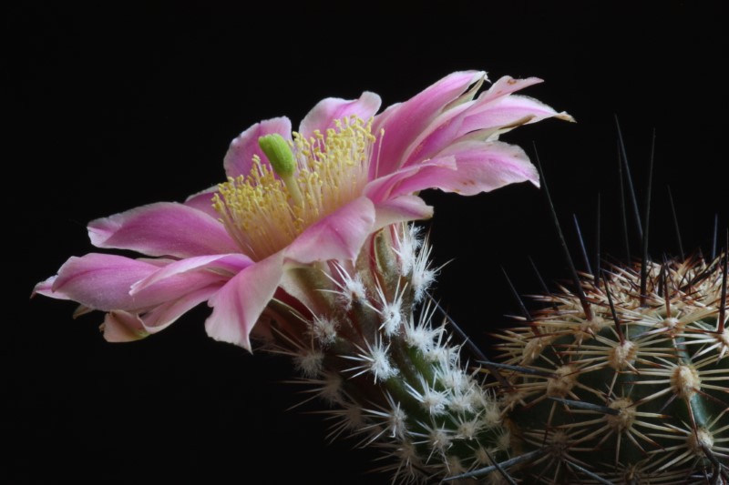 Echinocereus  adustus 