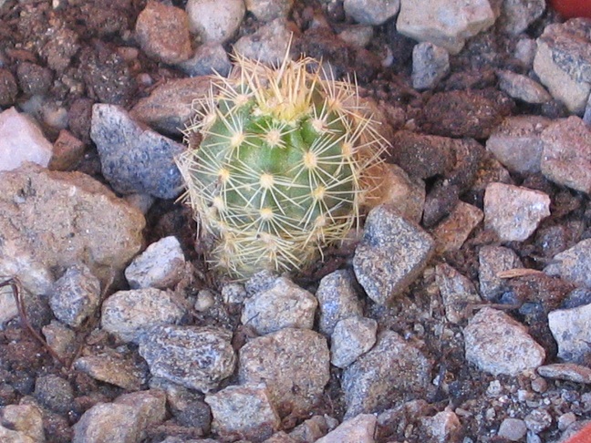 Echinocereus adustus ssp. roemerianus 