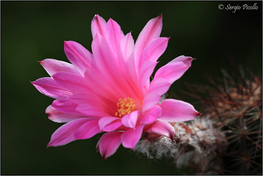 Echinocereus adustus ssp. schwarzii 