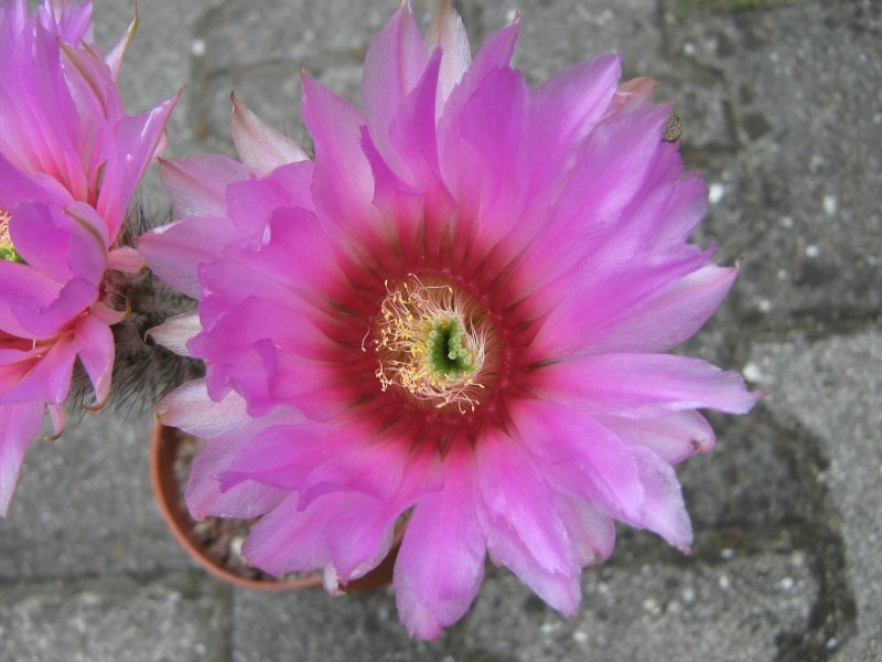 Echinocereus adustus v. schwarzii L1305