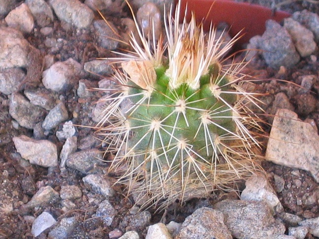 Echinocereus apachensis MH149