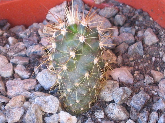 Echinocereus arizonicus 