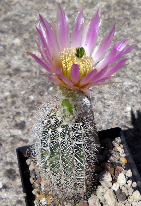 Echinocereus baileyi v. albispinus 