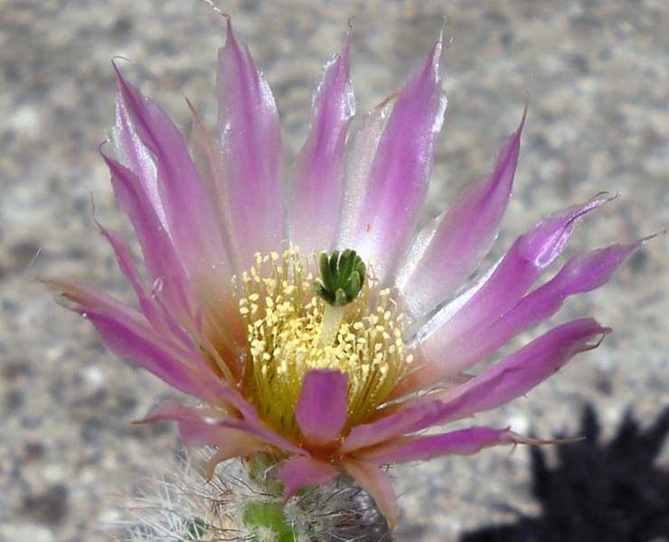 Echinocereus  baileyi v. albispinus 