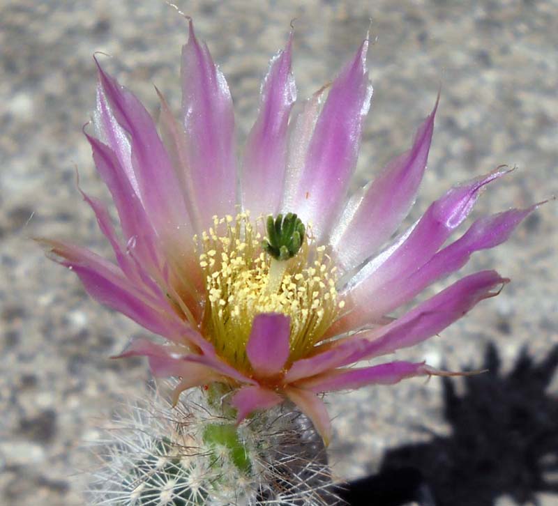 Echinocereus baileyi v. albispinus 