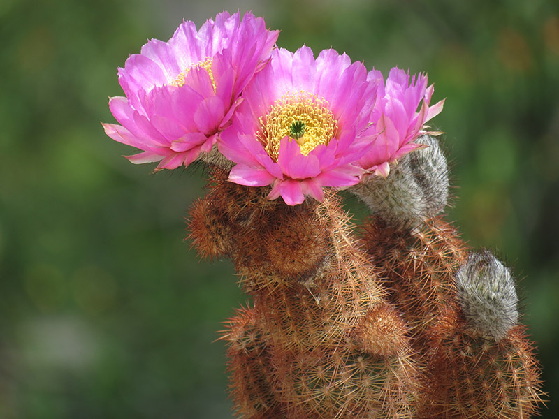 echinocereus baileyi