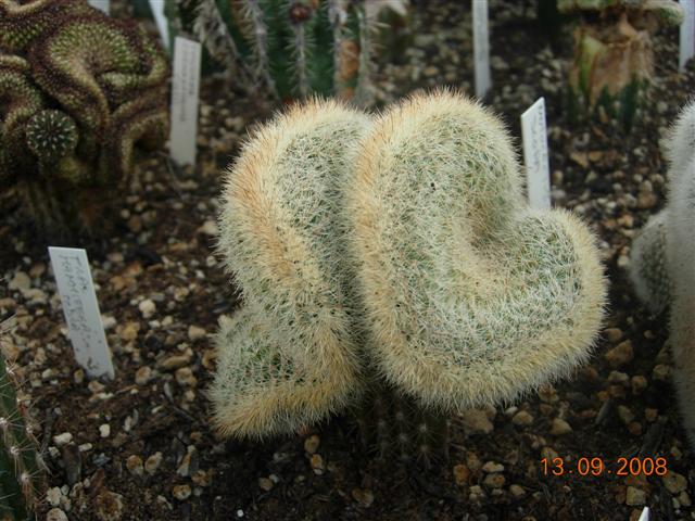 echinocereus baileyi f. cristatus 