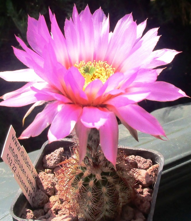 echinocereus  castaneus