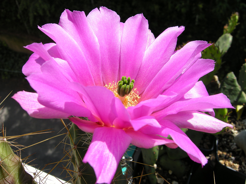 Echinocereus berlandieri 