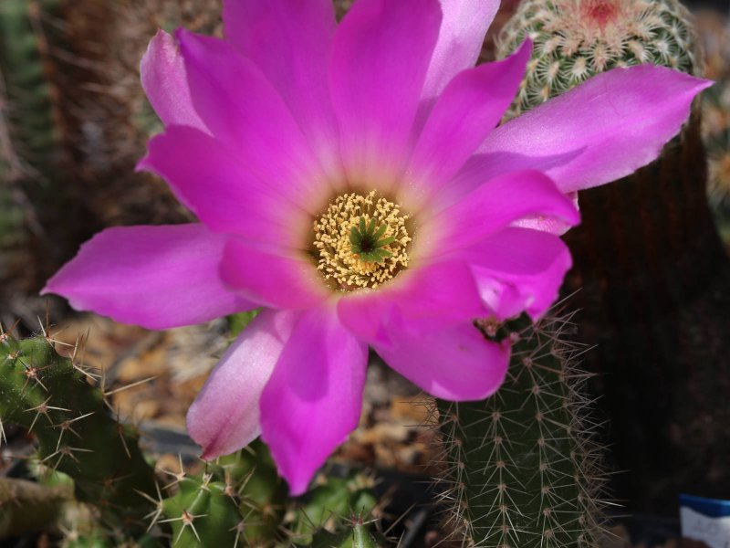 echinocereus berlandieri