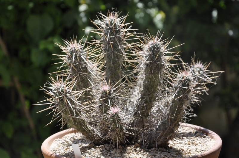 Echinocereus  brandegeei 