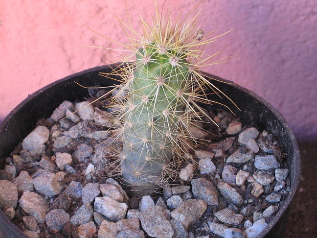 Echinocereus brandegeei 