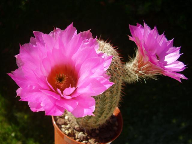 Echinocereus bristolii 