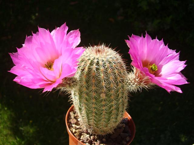 Echinocereus bristolii 