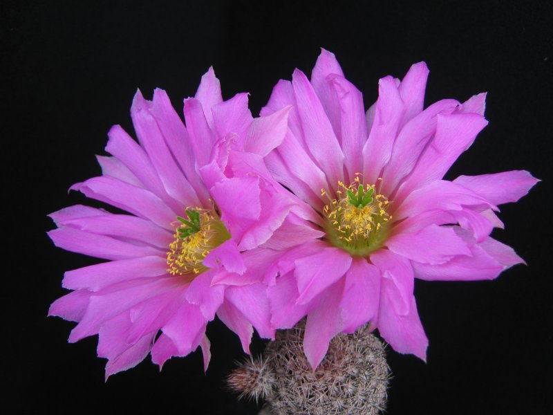 Echinocereus bristolii 