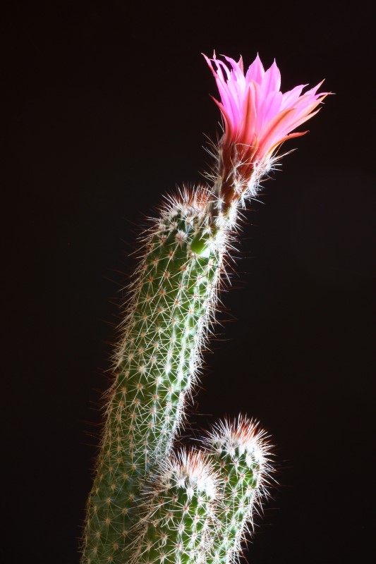 Echinocereus  chisoensis 