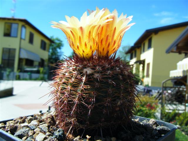 Notocactus veenianus 