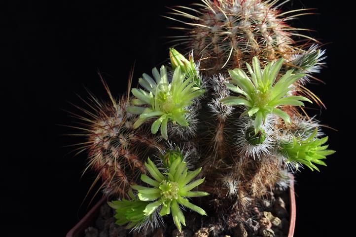 Echinocereus  chloranthus 