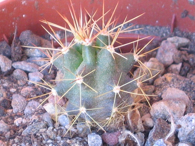 Echinocereus coccineus ssp. roemeri BW112