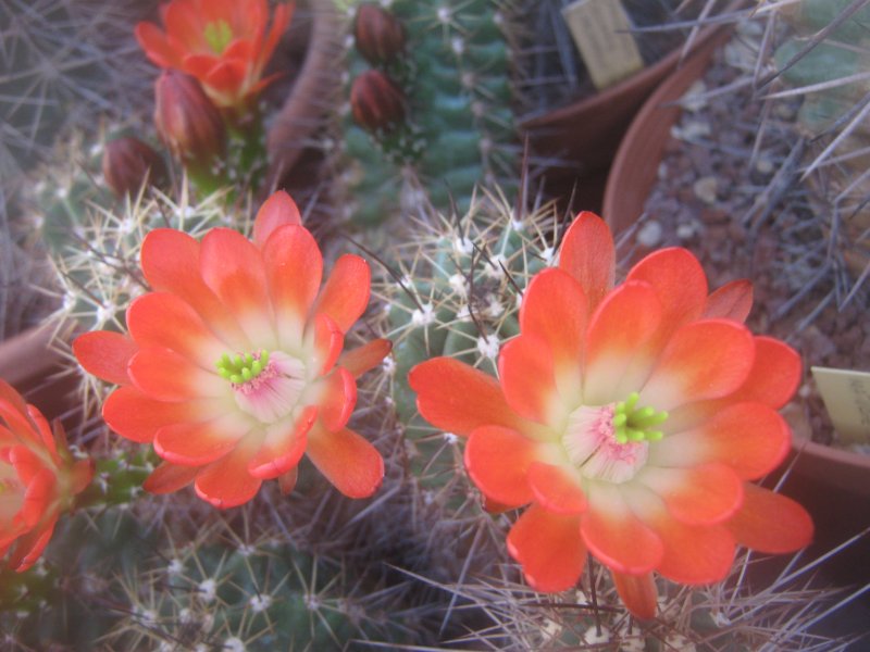 Echinocereus  coccineus 