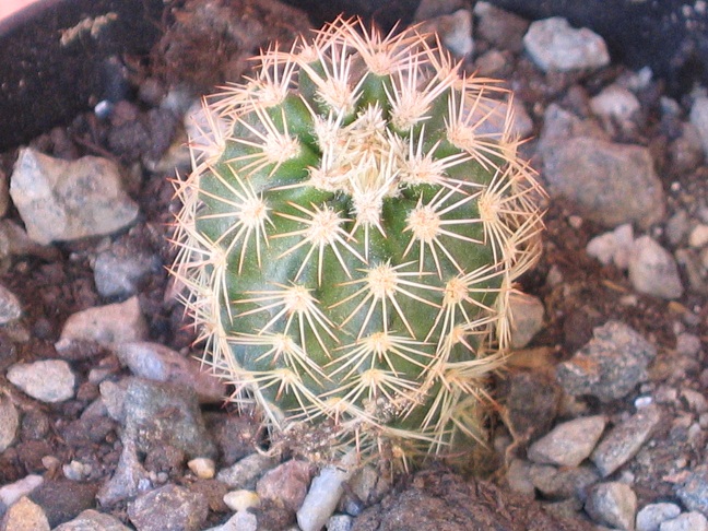 echinocereus ctenoides