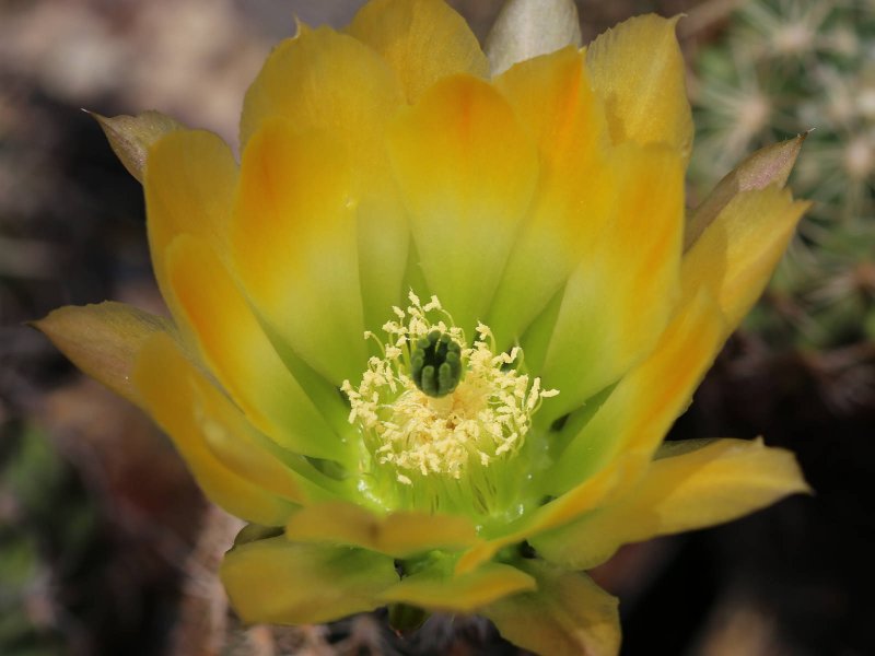 Echinocereus ctenoides SB1536