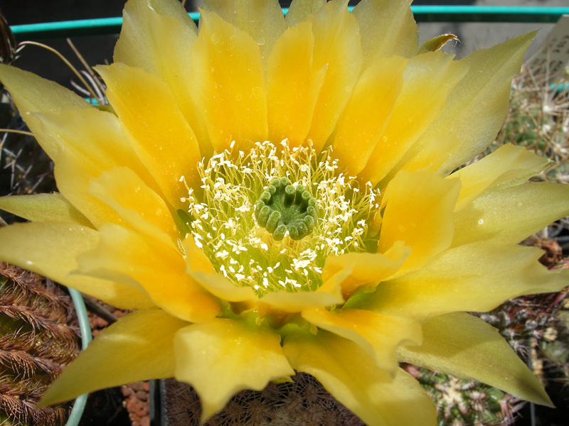 Echinocereus dasyacanthus 