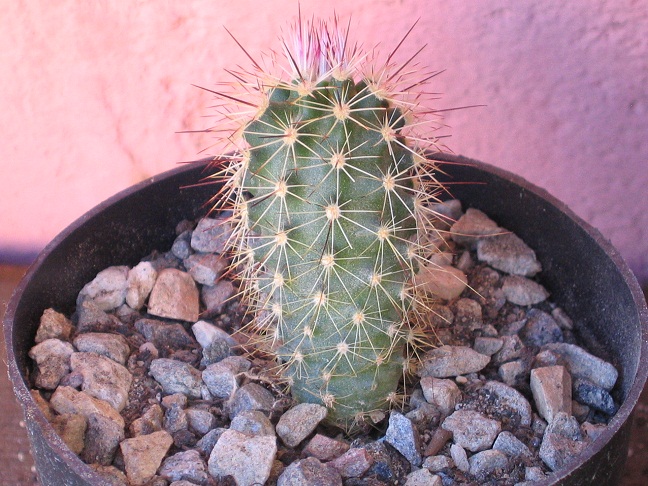 Echinocereus dasyacanthus v. rectispinus 