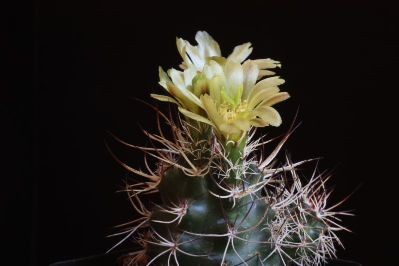 Echinocereus davisii 