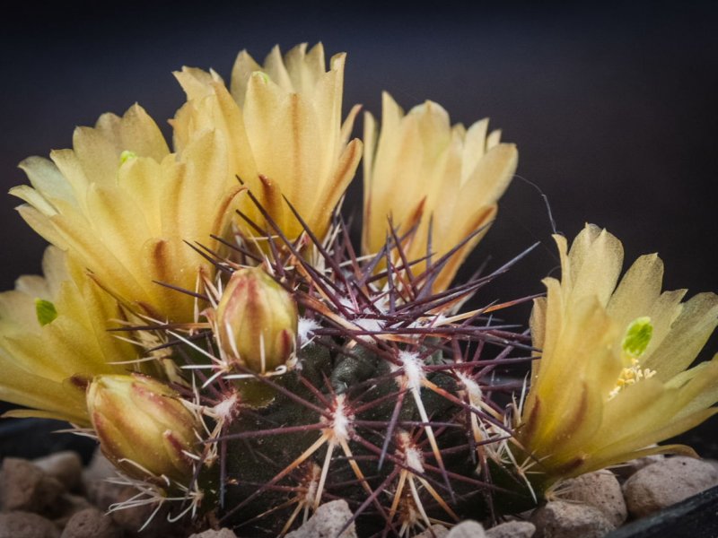 Echinocereus davisii SB 426