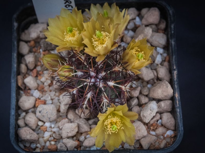 Echinocereus davisii SB 426