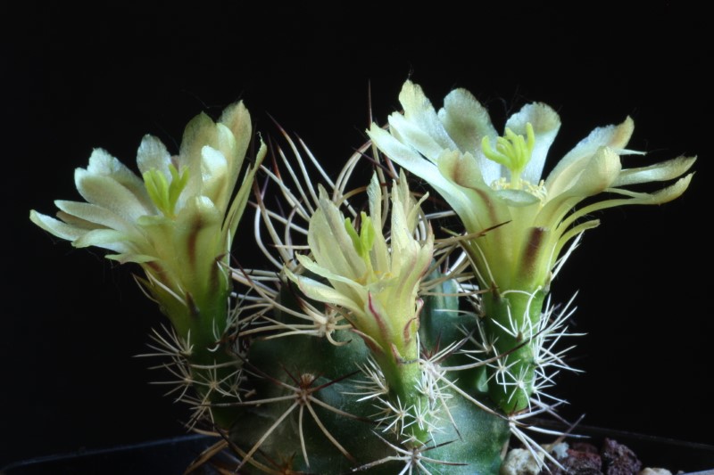 Echinocereus  davisii 