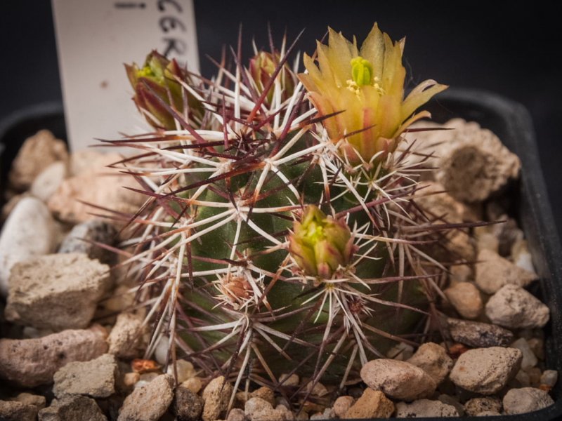 echinocereus viridiflorus v. davisii