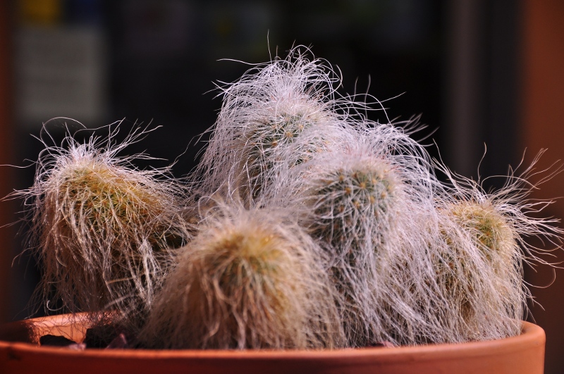 Echinocereus delaetii 