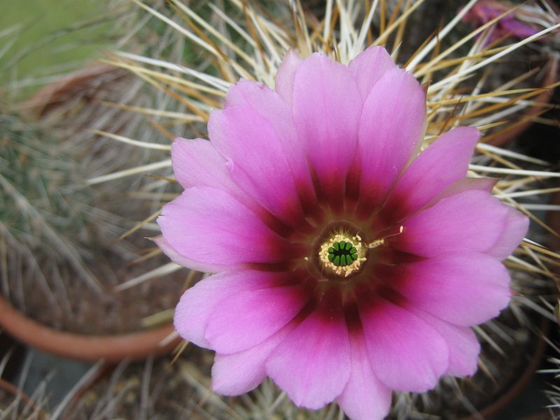 Echinocereus engelmannii SB 1785